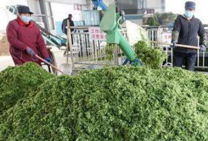 大量幾百噸廢棄菜葉回收利用生產(chǎn)工藝，果蔬垃圾廢菜葉怎么處理？